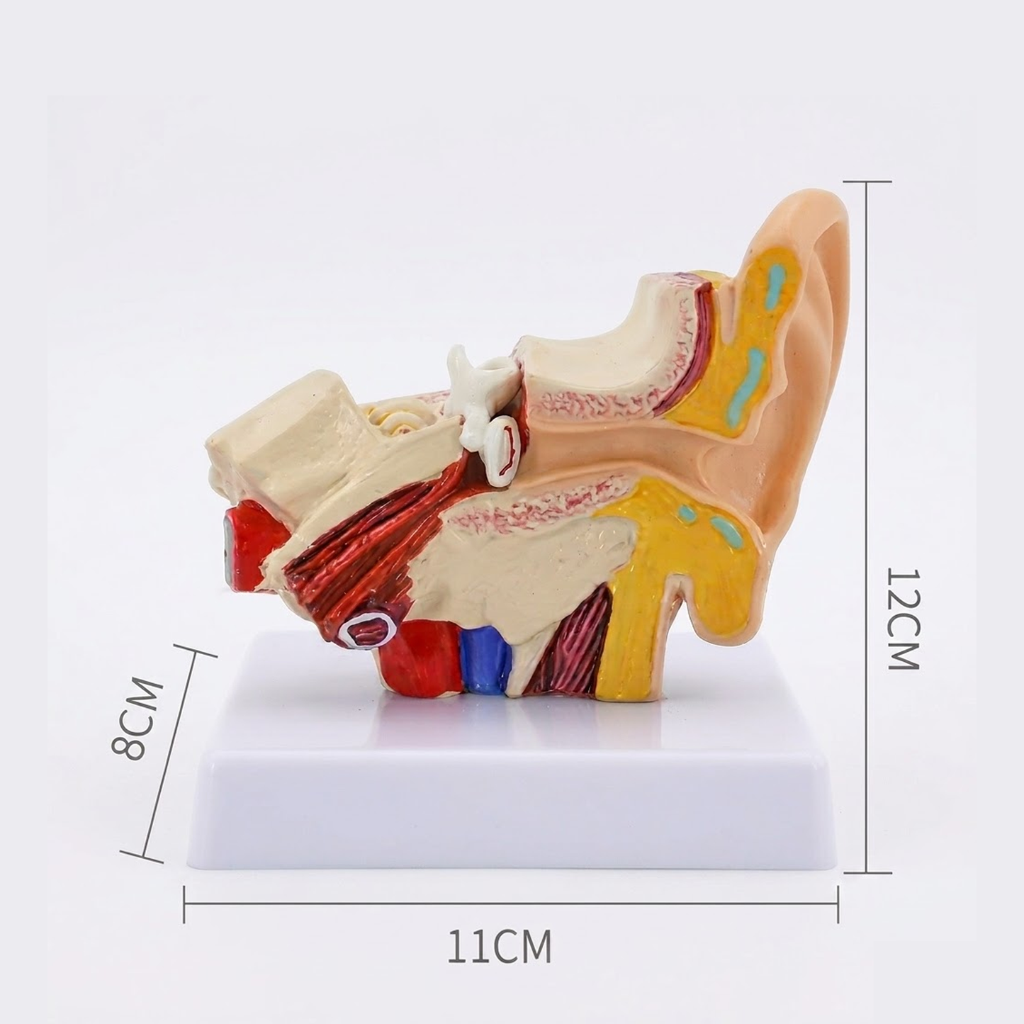Modelo Anatómico de Oído Humano en 3D (Escala 1.5x - Estructura Fija)